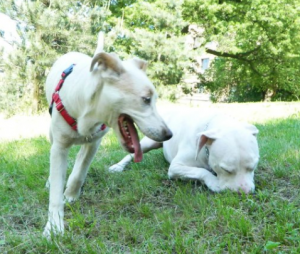 Screen Shot 2013-05-06 at 11.35.32 AM