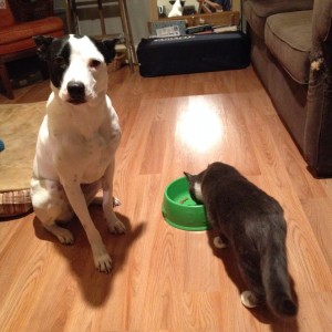 Momo wants in on the bamboo action too!