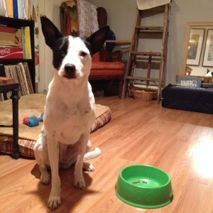 "Stay, Pocky! Stay!"