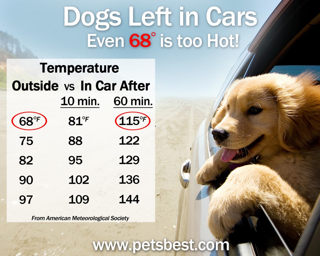 dogs_in_cars_Heat_Risks_highres_051914_CWT