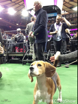 Screen Shot 2015-02-21 at 4.13.16 PM