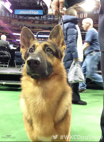 Screen Shot 2015-02-21 at 4.13.26 PM