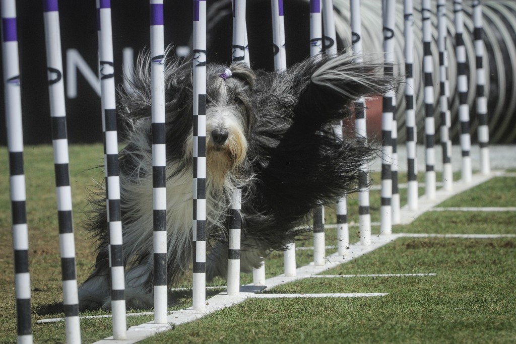 In this image provided by Purina® Pro Plan®, Razzles a Bearded Collie of Suwanee, Ga., competes in the 30-Weave Up-And-Back competition of the Purina Pro Plan Incredible Dog Challenge® at Centennial Olympic Park on Saturday, April 2, 2016. Razzles took second place and is fueled by Purina Pro Plan. .