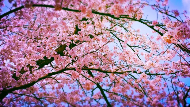 cherry-blossom-620x349