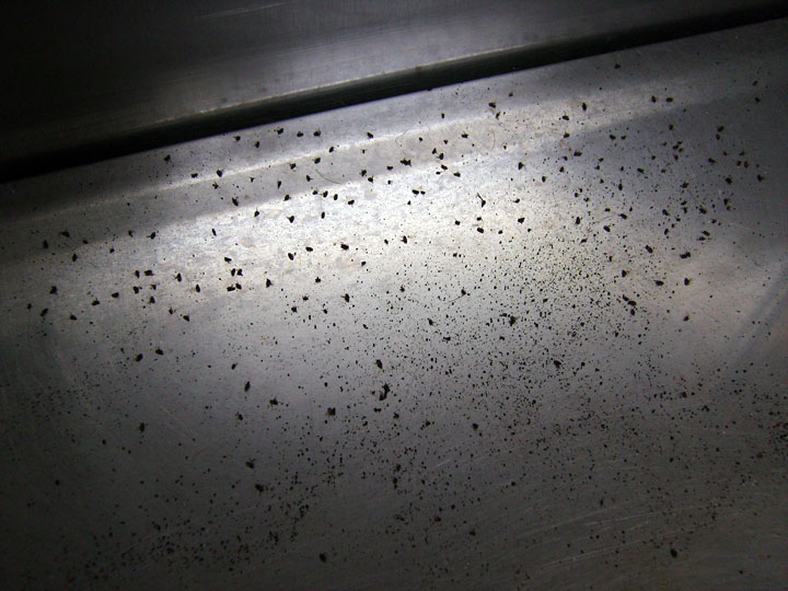 how to get rid of fleas